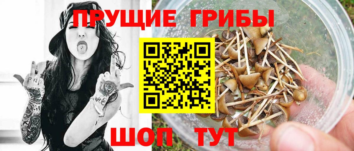 Псилоцибиновые грибы Psilocybine cubensis Ульяновск